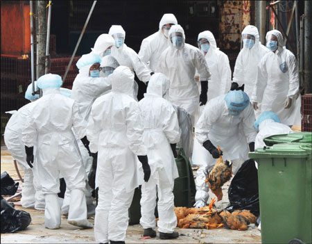 Flu scare sparks mass bird cull