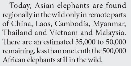 Sad End for Hong Kong's Last Elephant