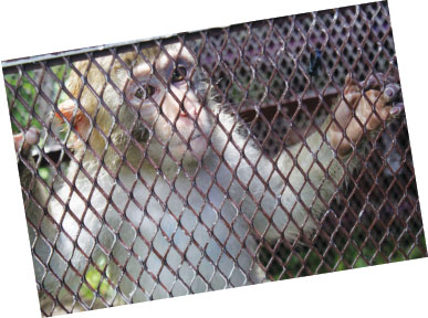 Putting the brakes on monkey business