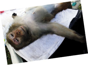 Putting the brakes on monkey business