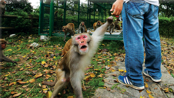 Keeping monkey business under control