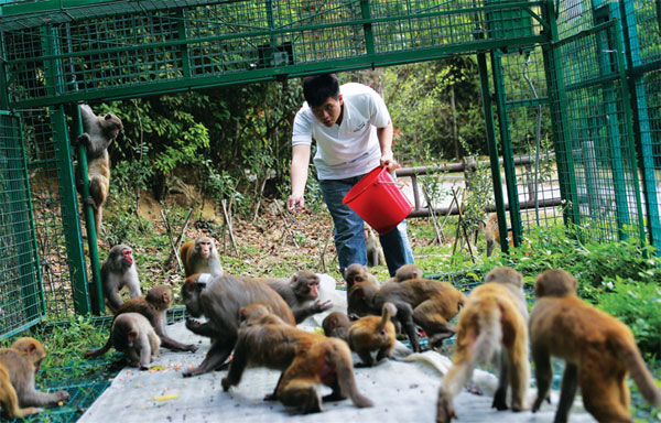 Keeping monkey business under control