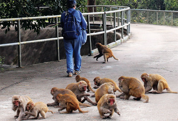 Keeping monkey business under control|HongK