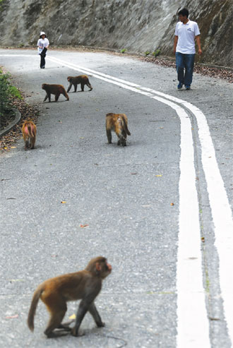 Keeping monkey business under control