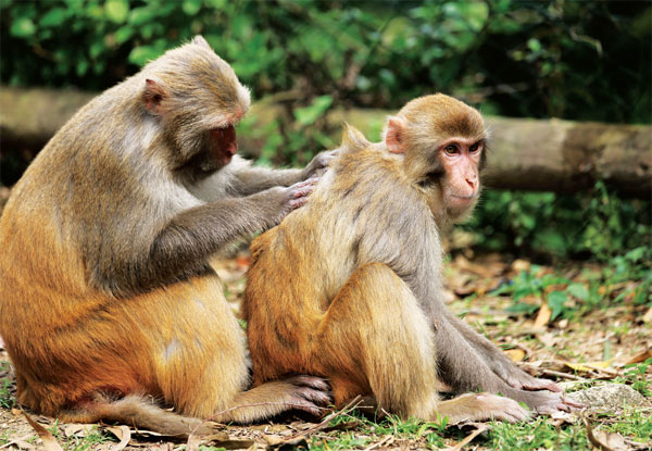 Keeping monkey business under control