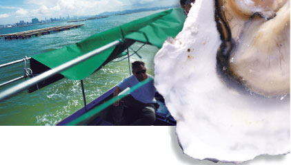 Saving oysters from disaster