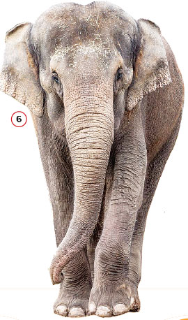 20 Beasts who made us care and dare