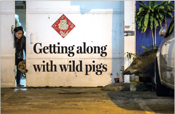 Getting along with wild pigs