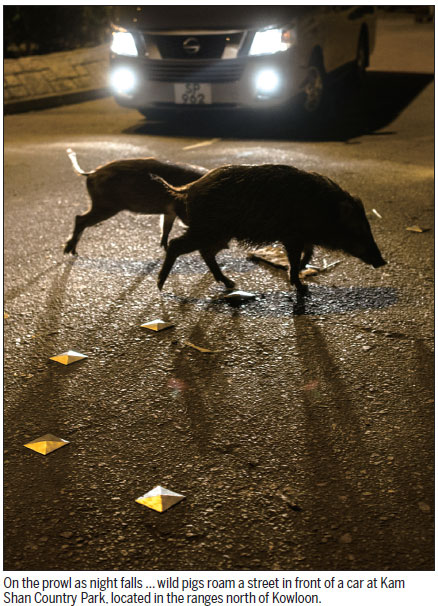 Getting along with wild pigs