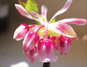 Chinese New Year flowers are a sight to behold, not pick