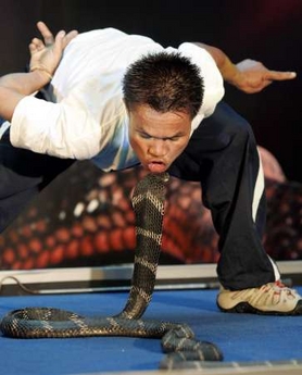 Part-time snake charmer Khum Chaibuddee, 45, kisses a King Cobra at the Ripley's museum in Pattaya, 150 km (93 miles) east of Bangkok, October 7, 2006. Khum made a new world record by consecutively kissing 19 King Cobras which broke the previous record set by Gordon Cates of the U.S. who kissed 11 venomous snakes in 1999.