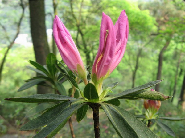 Dinghu Mountain National Nature Reserve