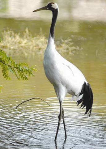 Xinghu Lake (Star Lake) Wetland Park