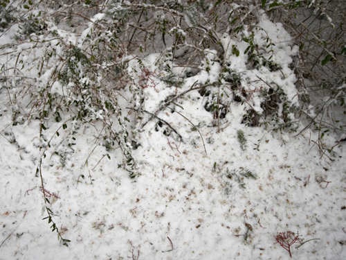 雪中倩影