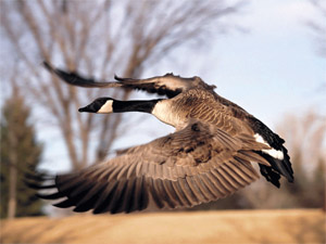 美国:鹅群作祟践踏公园草坪 牧羊犬转行改牧鹅