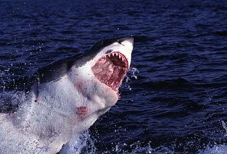 鲨鱼系列一:鲨鱼引发的血案--喋血、逃生和传奇