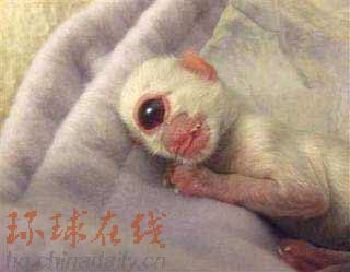 动物新闻:莫斯科熊“报春”20年 “独眼猫”进博物馆