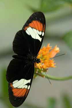 新混血蝴蝶证明杂交也是新物种产生途径
