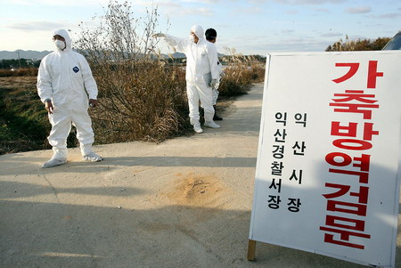 韩国禽流感疫情数千鸡死亡 日本暂停进口