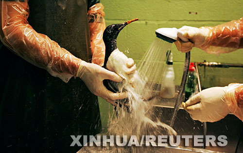英国：货轮遇风暴搁浅 有人哄抢有人救鸟