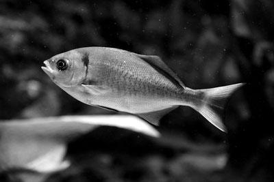 金鱼会不会放屁? 科学家实验破解七大古怪谜题