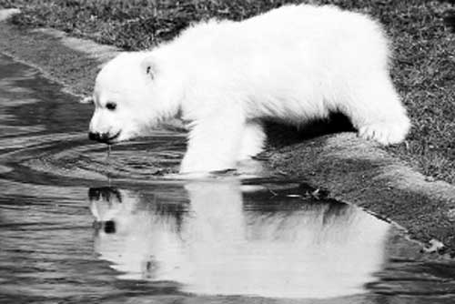 都是北极熊惹的祸？大熊猫嫣嫣德国猝死 
