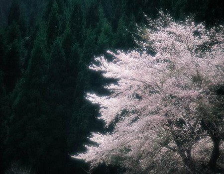 来自东洋的美丽 日本的樱花文化