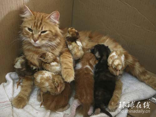 约旦：猫鸡亲情浓