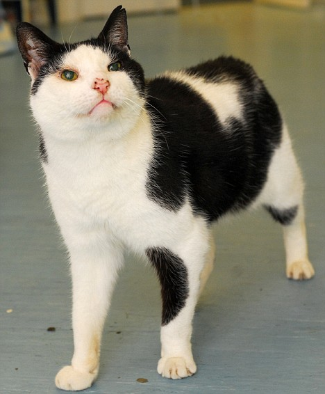 纯福黑科技营养猫条,纯福猫粮测评