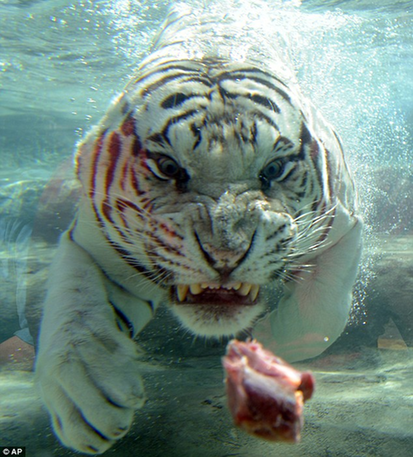 孟加拉白虎水下觅食 呲牙咧嘴状触目惊心（图）