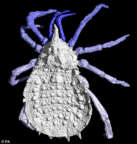 利用3D新科技 科学家还原3亿年前史前蜘蛛真实模样