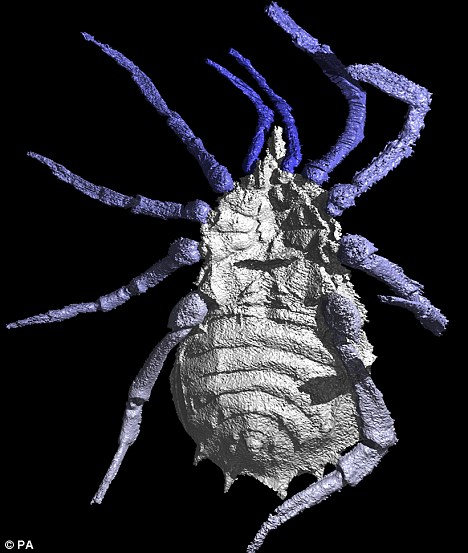 利用3D新科技 科学家还原3亿年前史前蜘蛛真实模样