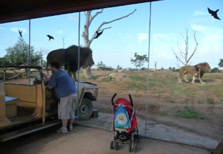 澳动物园推出刺激项目 “隐形笼”内观猛兽觅食