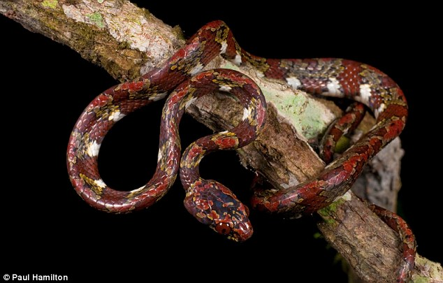 厄瓜多尔雨林新物种：吸蜗牛的蛇 无蝌蚪期的青蛙
