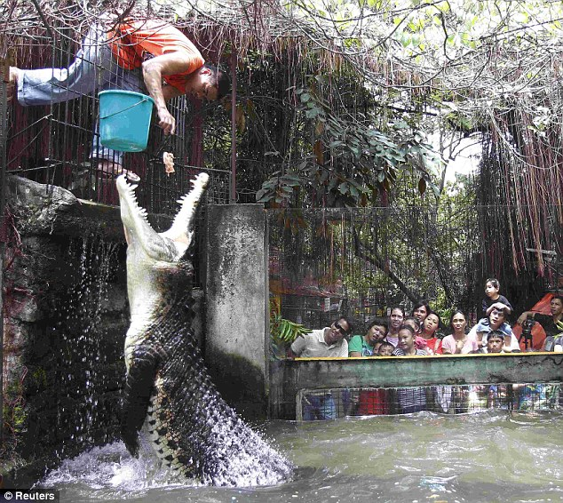 菲律宾鳄鱼饲养员“秀”胆量 惊险投喂吸引眼球