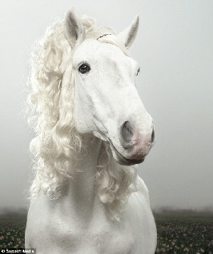 英摄影师独辟蹊径 潮流“发型”让马儿风情万种