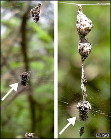 科学家发现奇特蜘蛛 制作自身模型迷惑天敌