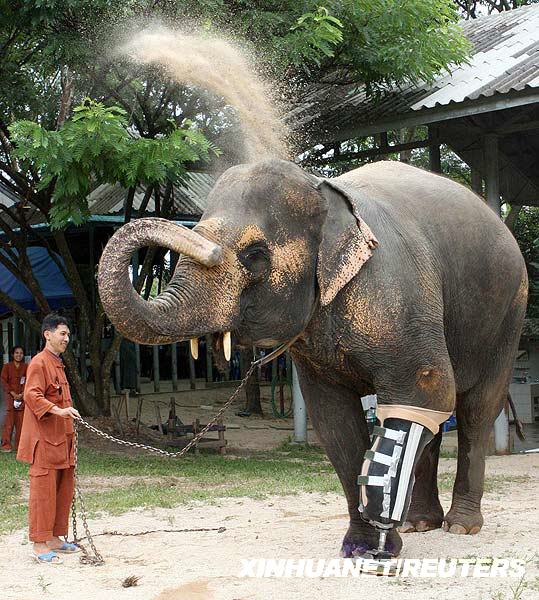 世上第一头装假肢的大象在泰国诞生