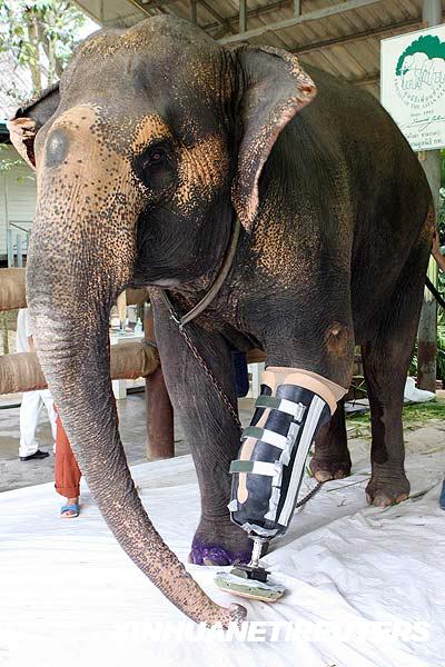 世上第一头装假肢的大象在泰国诞生