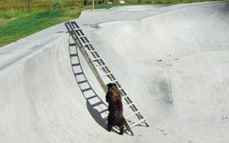 谁说狗熊是笨死的？美国一狗熊掉进滑板池爬梯逃生