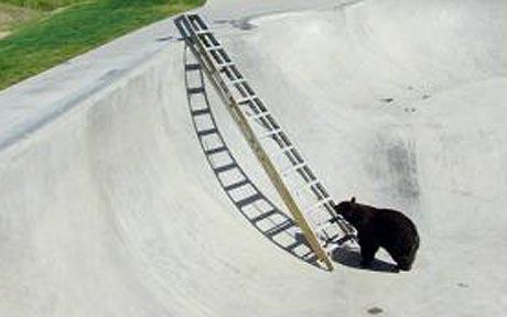 谁说狗熊是笨死的？美国一狗熊掉进滑板池爬梯逃生
