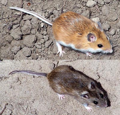 美国老鼠8000年间“从黑变黄” 展现自然界伟大力量