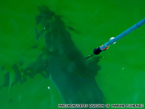 美海滩浴场附近惊现大白鲨 首次被装上电子追踪标签