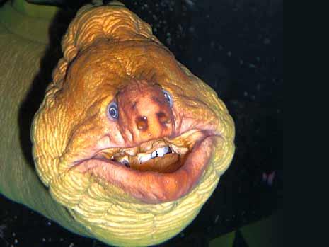 悉尼水族馆内惊现长相骇人的怪鱼