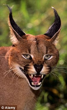 杂交“超级猫”风靡英国引发恐惧