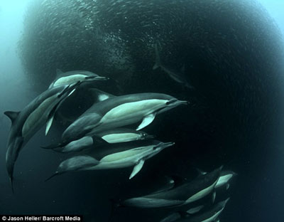 美摄影师拍得罕见海洋掠食图 海豚鲨鱼等围攻沙丁鱼群
