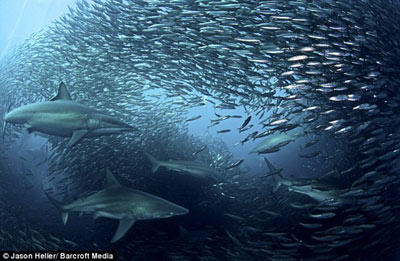 美摄影师拍得罕见海洋掠食图 海豚鲨鱼等围攻沙丁鱼群