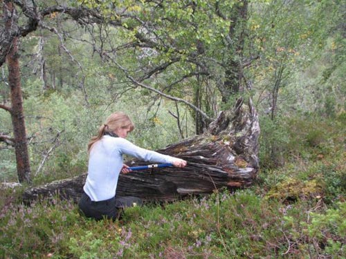 挪威发现“松树木乃伊” 历经500年不腐(图)