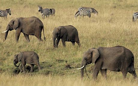 每年减少3.8万头 专家称非洲象将在15年内灭绝