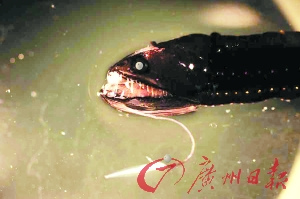 探访太平洋垃圾大陆:聚集700万吨全球垃圾